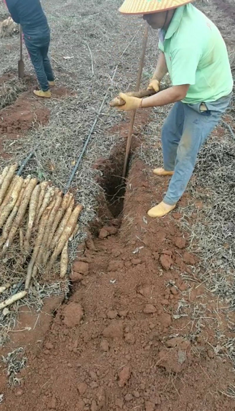 【热卖爆款】淮山药，山药量大，规格齐全耐煮味香，欢迎采购