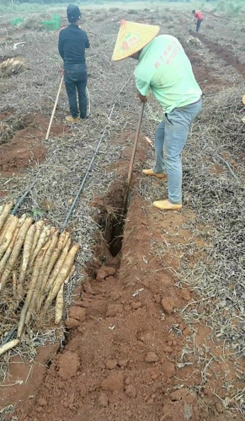 【热卖爆款】淮山药，山药量大，规格齐全耐煮味香，欢迎采购