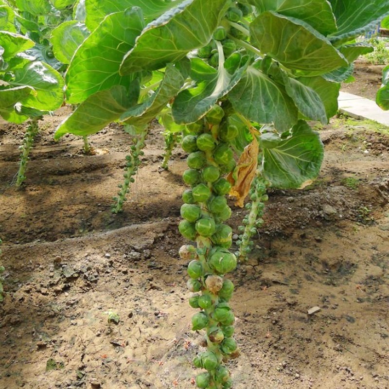 孢子甘蓝种子耐寒卷心菜小甘蓝菜芽球包包蔬菜种子