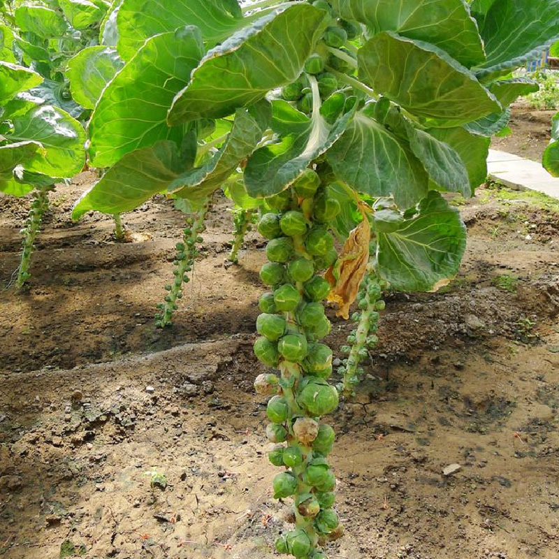 孢子甘蓝种子耐寒卷心菜小甘蓝菜芽球包包蔬菜种子