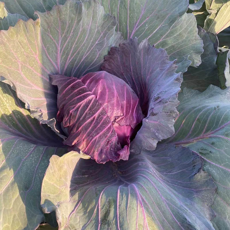 紫甘蓝种子春秋陆地蔬菜基地专用抗裂抗病强