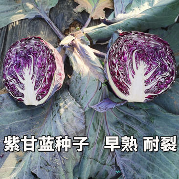 紫甘蓝种子春秋陆地蔬菜基地专用抗裂抗病强