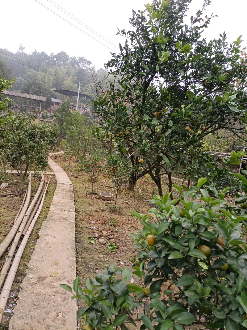 大学城山上300平独栋别墅加3亩土地售，售价266万，