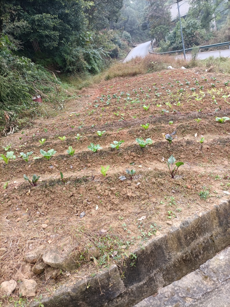 大学城山上300平独栋别墅加3亩土地售，售价266万，