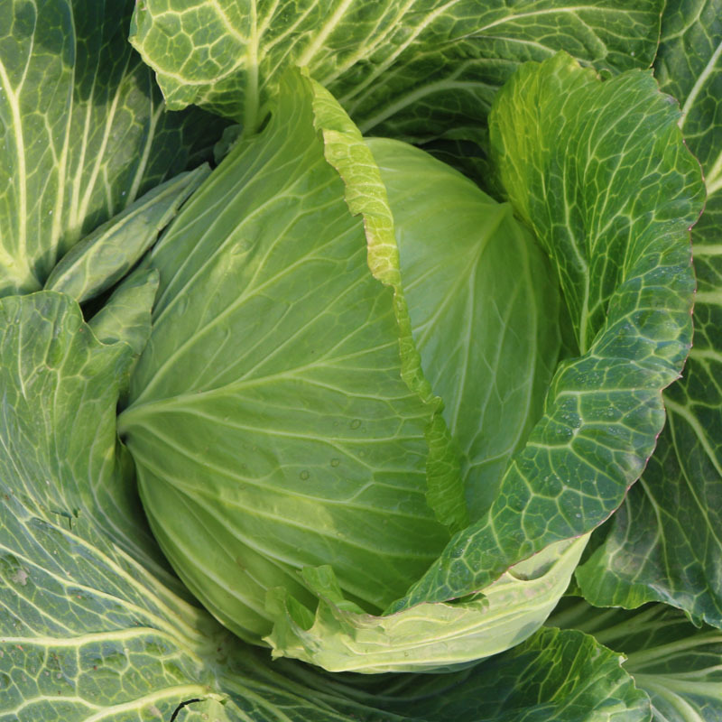 扁包菜甘蓝种子京丰一号包菜莲花白早春种植水果型基地