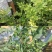 氨基寡糖素链蛋白植物免疫诱抗剂草莓西瓜病毒病杀菌剂