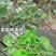 氨基寡糖素链蛋白植物免疫诱抗剂草莓西瓜病毒病杀菌剂