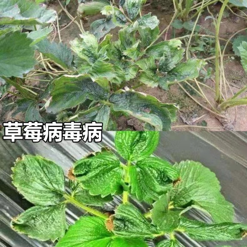 氨基寡糖素链蛋白植物免疫诱抗剂草莓西瓜病毒病杀菌剂