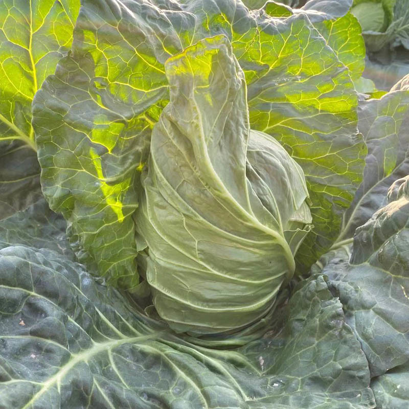 牛心甘蓝种子尖头型卷心菜种子春秋大田专用