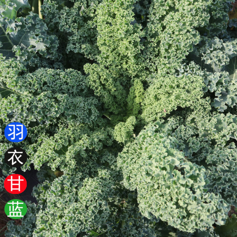 羽衣甘蓝种子早熟皱叶甘蓝叶绿食用型基地种植