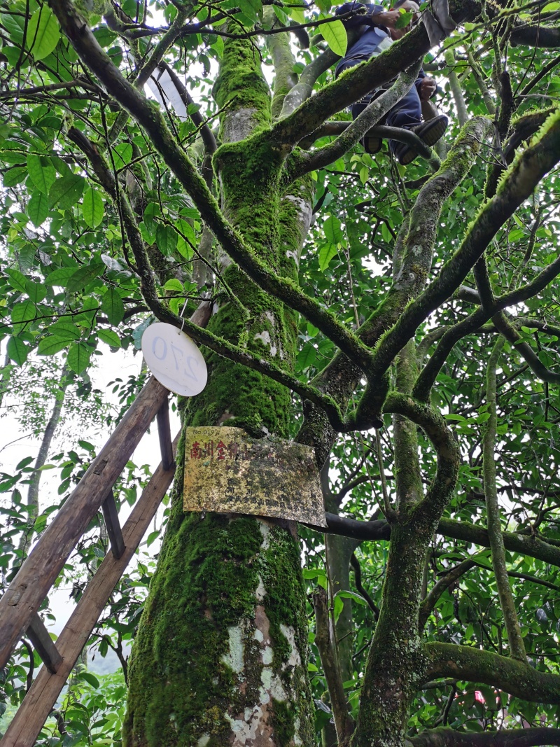 南川金佛山民宿出租转让合作，海拔1200米，