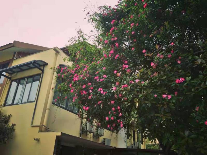 重庆市大渡口区180平米3层农房出租带前后花园