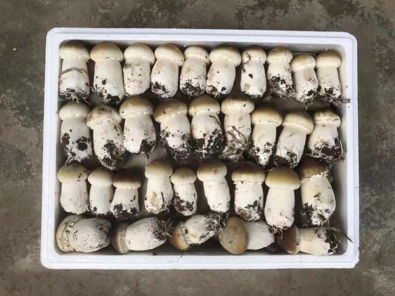 小杨新鲜大球盖菇产地直供货源稳定质量保证