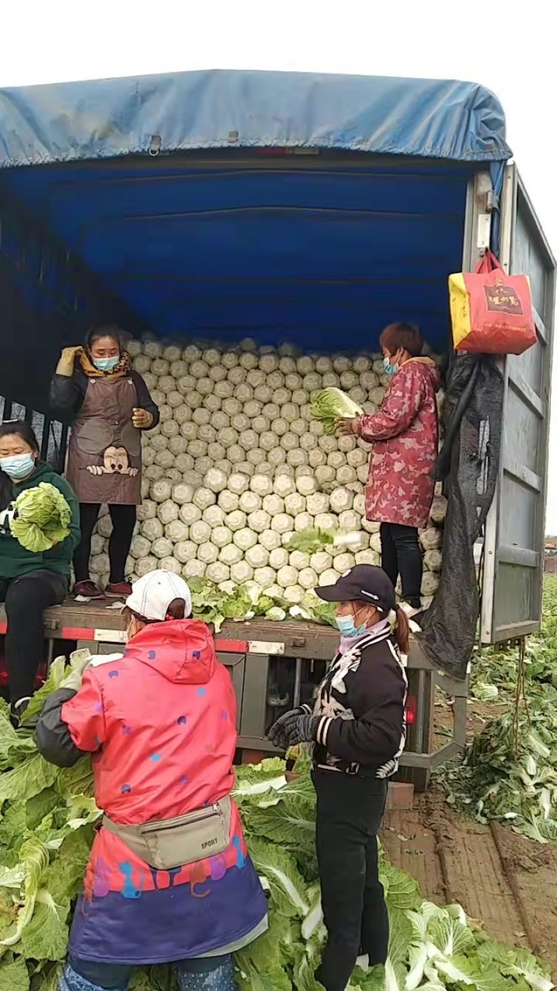 黄心白菜玲珑黄白菜大量接单保质保量欢迎咨询