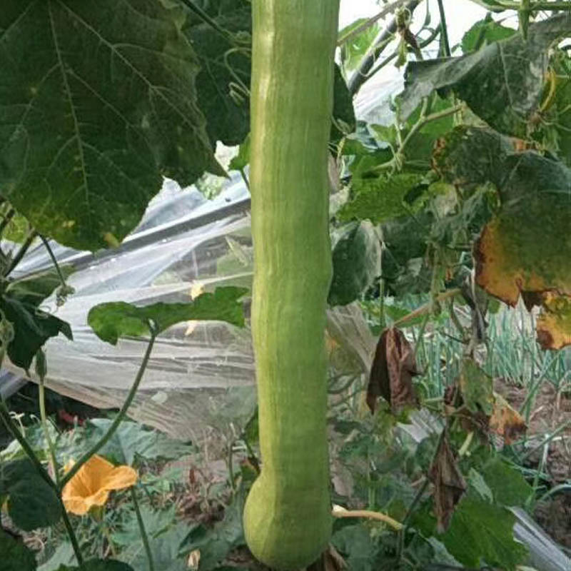 砍瓜种子南瓜种籽北瓜脆嫩搭架作物青皮随吃随切春秋