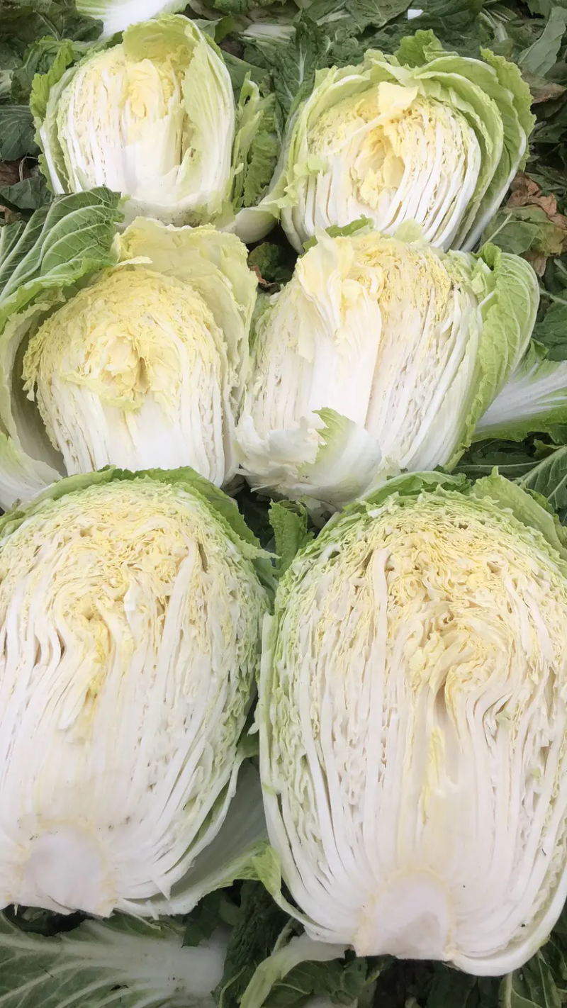 【白菜】精品大白菜产地直销保质保量【坏单包赔】