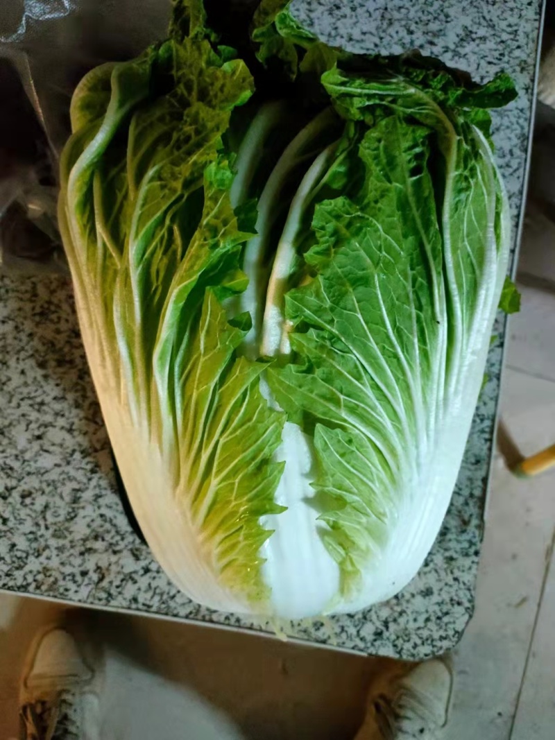 【白菜】精品大白菜产地直销保质保量【坏单包赔】