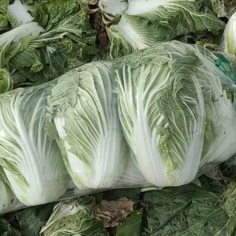 【白菜】精品大白菜产地直销保质保量【坏单包赔】