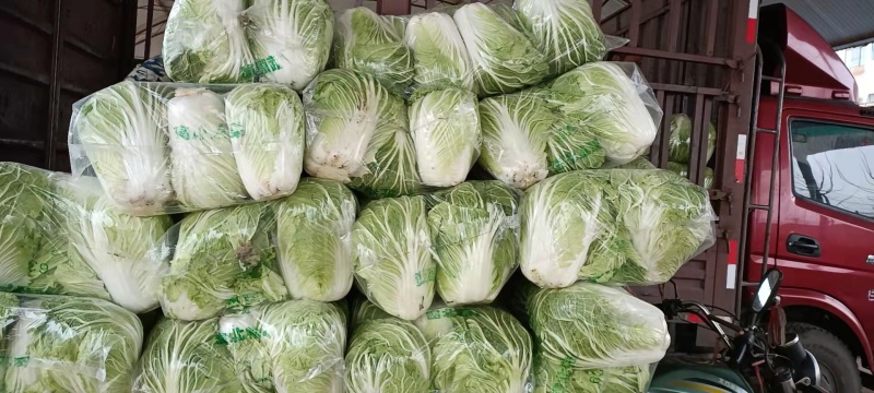 【白菜】精品大白菜产地直销保质保量【坏单包赔】