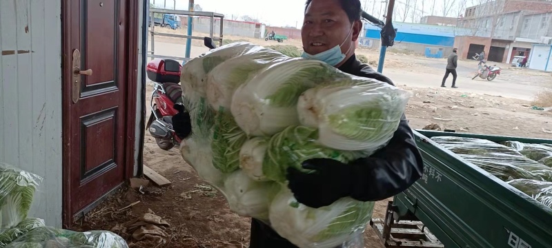 【白菜】精品大白菜产地直销保质保量【坏单包赔】