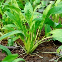 日本丸叶壬生菜种子玉丝菜特菜籽大田种植四季野菜