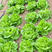 奶油生菜种子阳台菜籽盆栽蔬菜孑菜四季种植