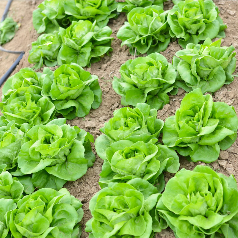 奶油生菜种子阳台菜籽盆栽蔬菜孑菜四季种植