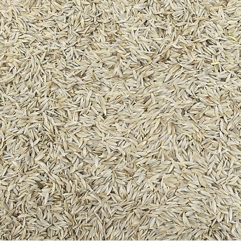 奶油生菜种子阳台菜籽盆栽蔬菜孑菜四季种植