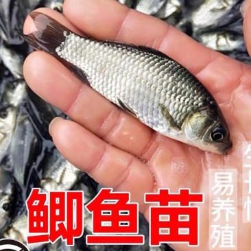 鲫鱼苗，中科五号，麻鲫，大小有货，品种其全，白鲫。