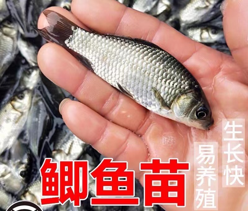 鲫鱼苗，中科五号，麻鲫，大小有货，品种其全，白鲫。