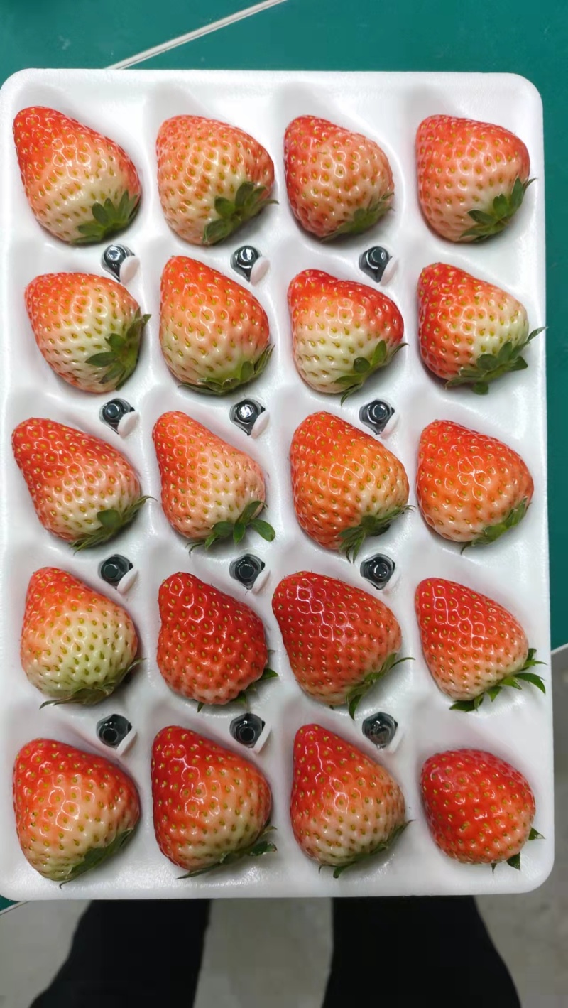 【精品】红颜草莓，烘焙果量大从优，基地直发，对接商超批发