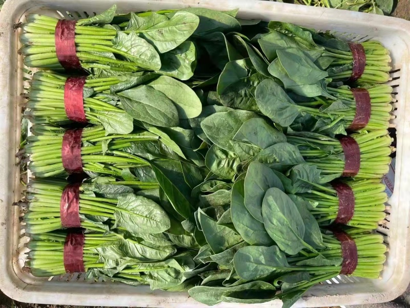 精品菠菜大量供应价格实惠一首货源货源充足