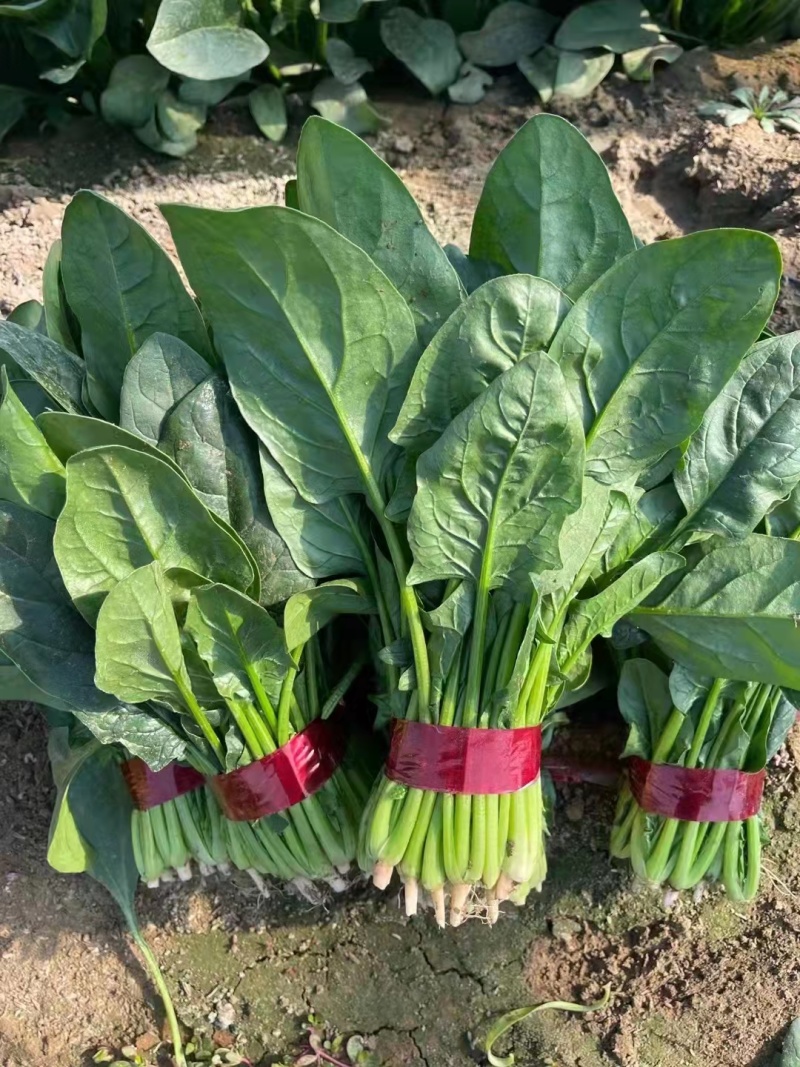 精品菠菜大量供应价格实惠一首货源货源充足
