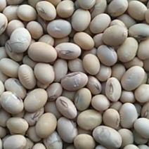 黄豆，江苏黄豆质优价廉价格随行就市欢迎。