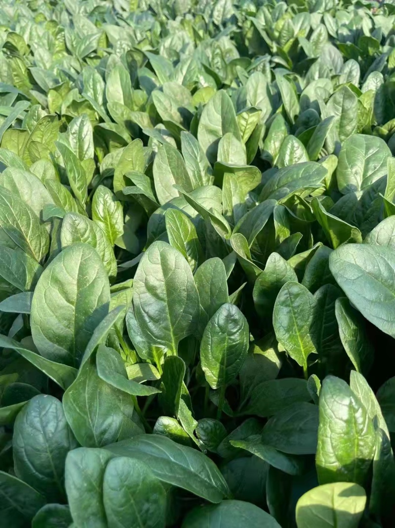 精品菠菜山东菠菜全年供货价格实惠大量批发货