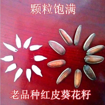 红皮瓜子种葵花子原味香脆糯甜红养生水果葵瓜子籽云南原生态
