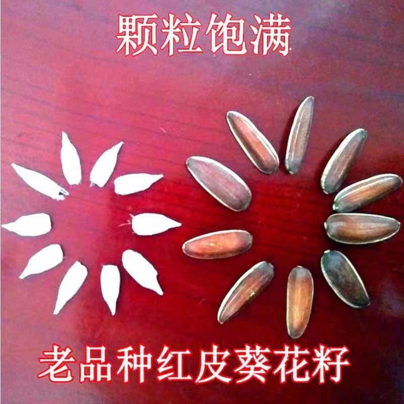 红皮瓜子种葵花子原味香脆糯甜红养生水果葵瓜子籽云南原生态