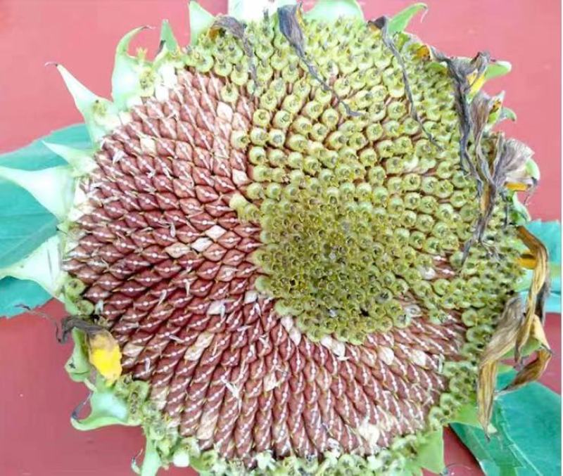 红皮瓜子种葵花子原味香脆糯甜红养生水果葵瓜子籽云南原生态