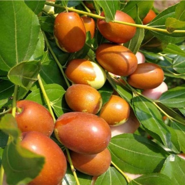 脆甜枣子树苗大平顶枣树苗嫁接枣子苗当年结果脆蜜大枣果