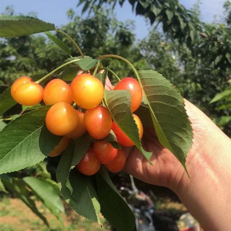 黄蜜樱桃苗嫁接黄蜜大樱桃果树苗南北方种植盆栽地栽黄蜜水