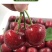 嫁接大樱桃树苗车厘子樱桃美早大樱桃苗南方北方果树苗当年