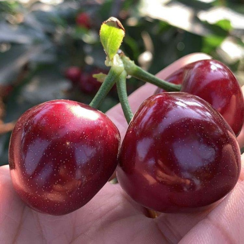 智力车厘子树苗嫁接特大樱桃苗果树盆栽果苗南方北方种植当年