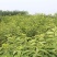 嫁接樱桃树苗拉宾斯樱桃树苗高产量地栽大樱桃苗南北方