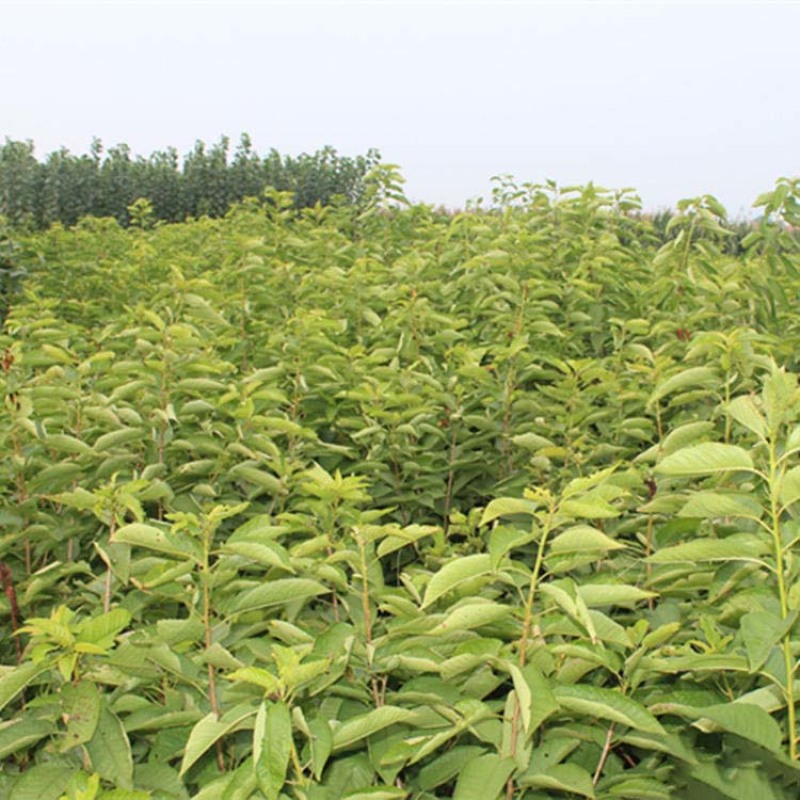 嫁接大樱桃树苗大红灯樱桃苗美早樱桃苗南方北方果树苗当年