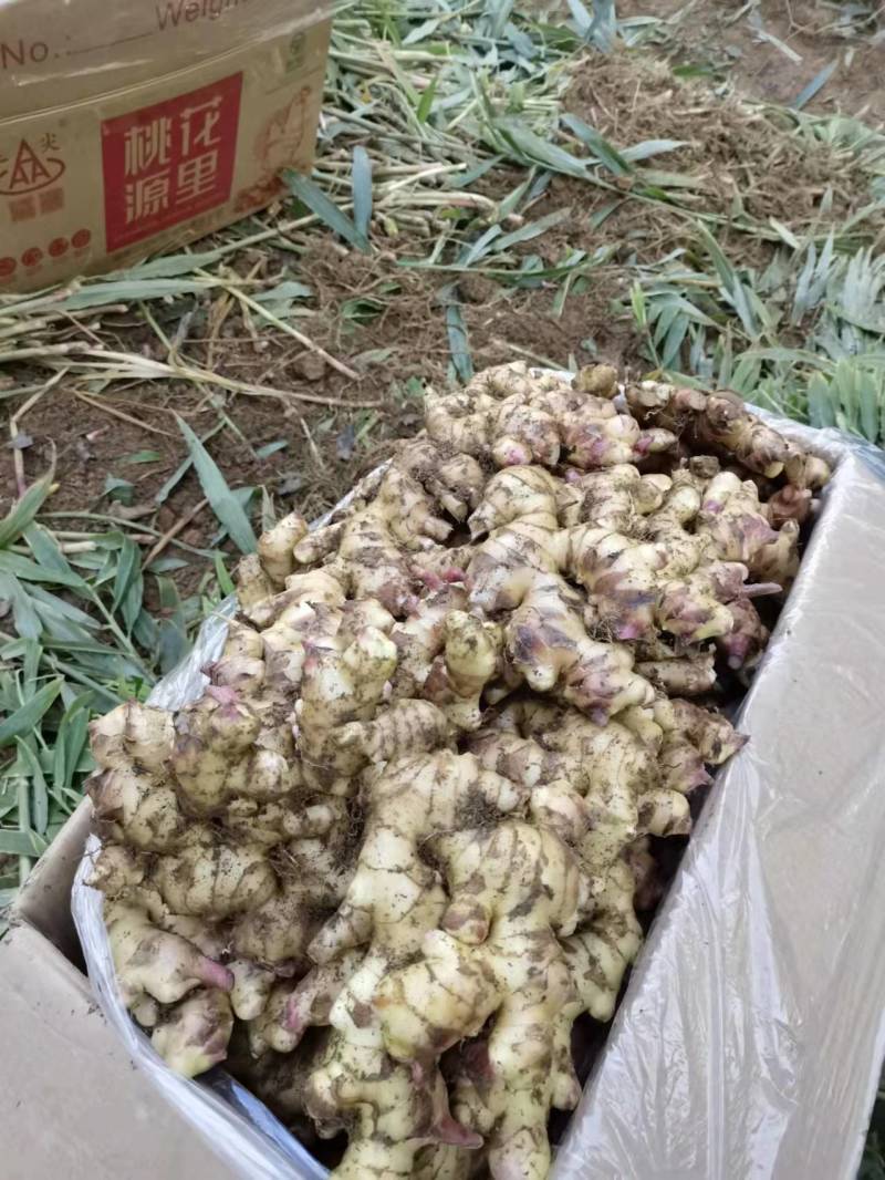 广西大瑶山山地姜，种姜，2两起，优质货源，保质保量发货
