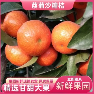 精品荔蒲沙糖桔,果园精选采摘新鲜发货,保质保量,欢迎咨询