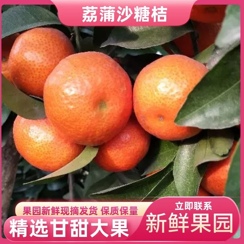 精品荔蒲沙糖桔，果园精选采摘新鲜发货，保质保量，欢迎咨询