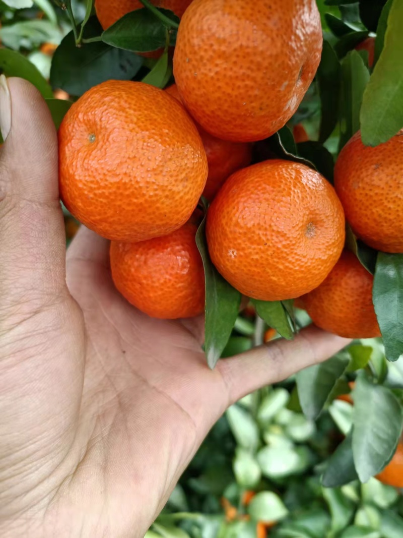 精品荔蒲沙糖桔，果园精选采摘新鲜发货，保质保量，欢迎咨询