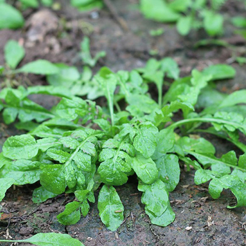 大叶荠菜种子荠荠菜籽山野菜耐寒四季蔬菜种子