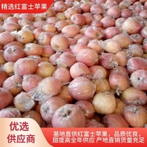山东红富士苹果产地，货源充足量大从优诚信合作